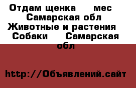 Отдам щенка 2,5 мес. - Самарская обл. Животные и растения » Собаки   . Самарская обл.